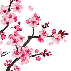 Cherry Blossom